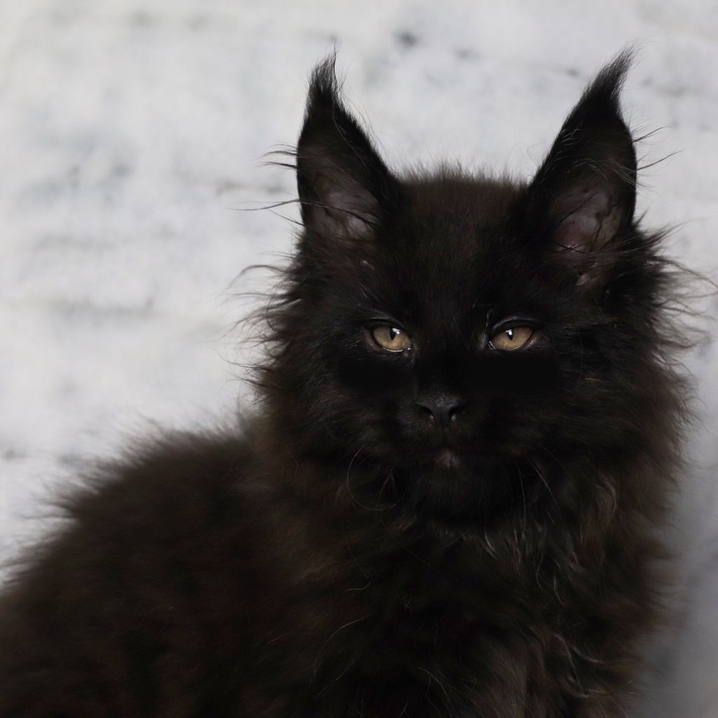 Freddie of Sassy Koonz ⋆ Sassy Koonz Maine Coon Cattery black maine coon kitten