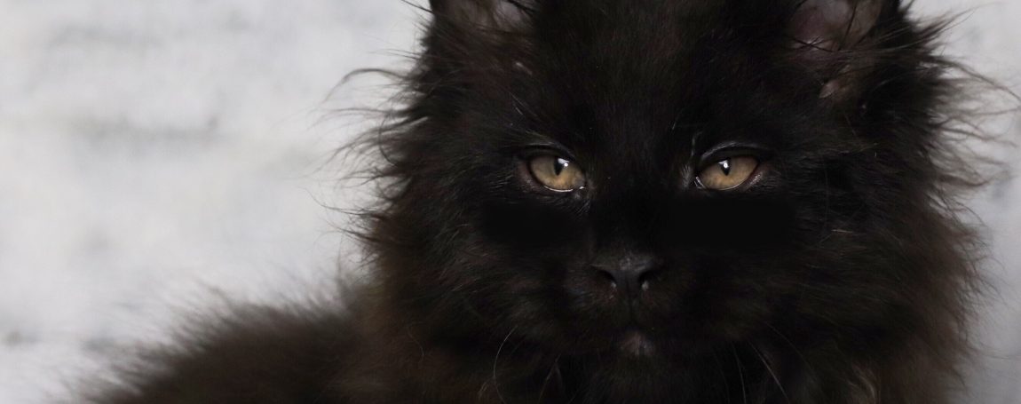 black maine coon kitten