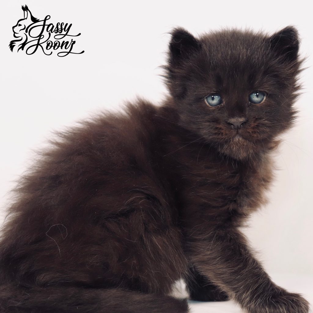 Freddie- Black Maine Coon Kitten ⋆ Sassy Koonz Maine Coon Cattery maine coon kittens for sale