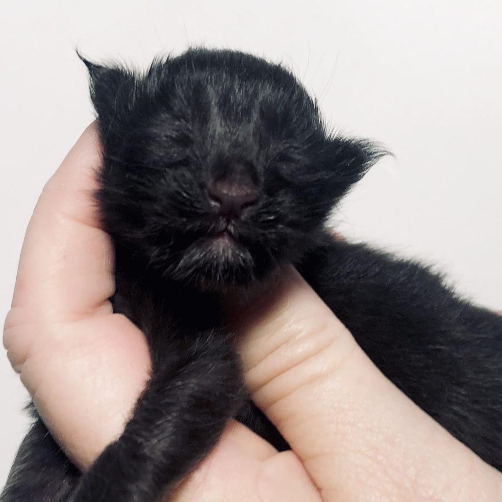 maine coon kittens for sale