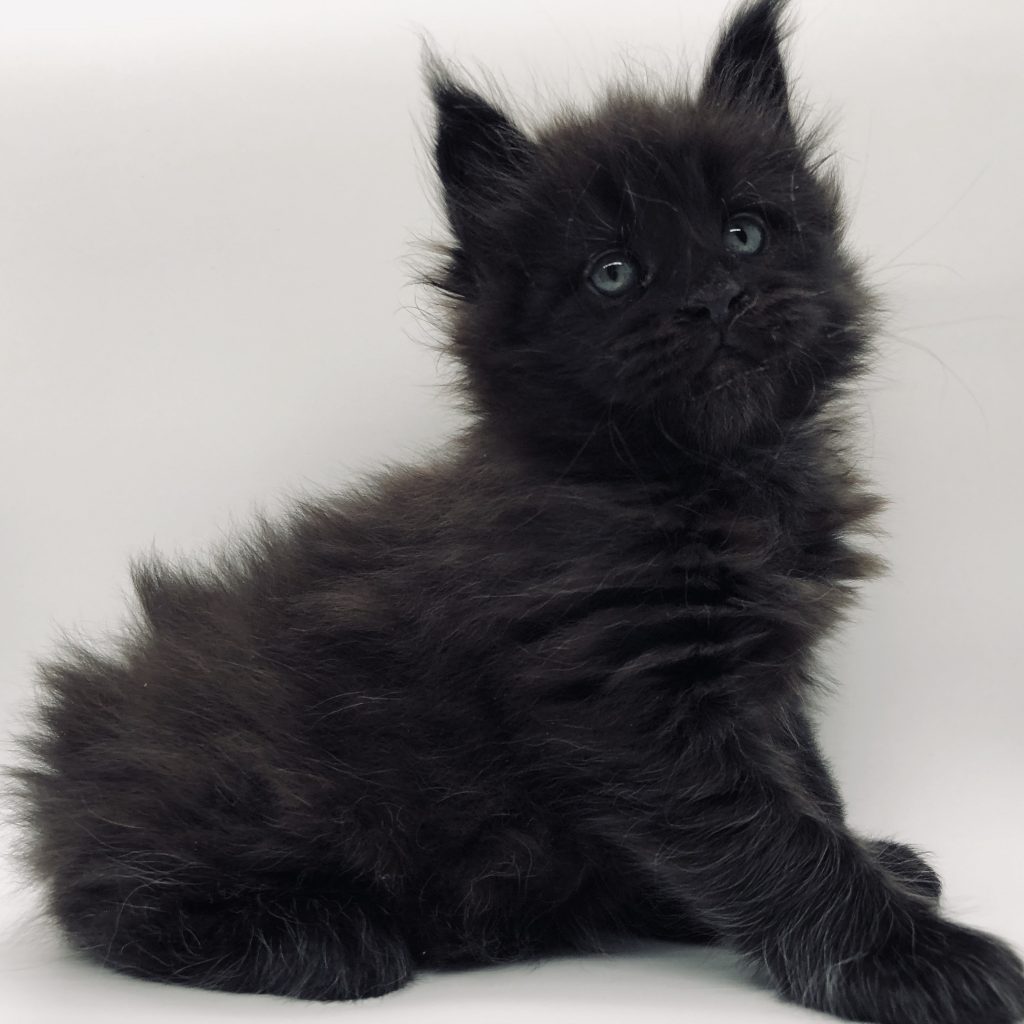 Freddie of Sassy Koonz ⋆ Sassy Koonz Maine Coon Cattery maine coon kittens for sale