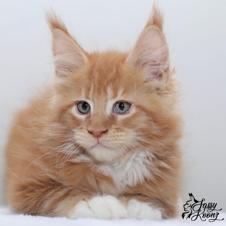 Maine coon Jacksonville