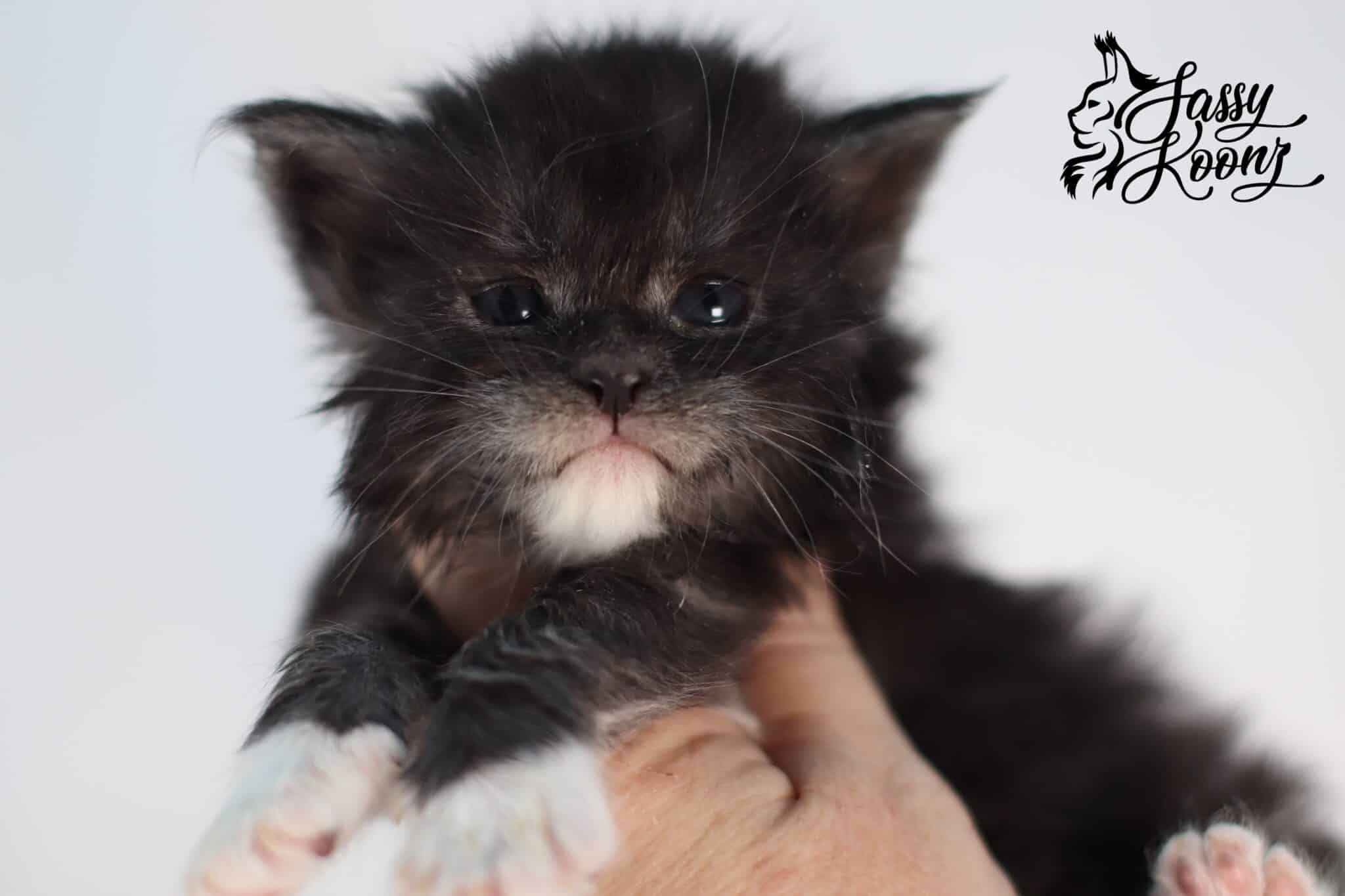 Torry of Sassy Koonz ⋆ Sassy Koonz Maine Coon Cattery girl maine coon