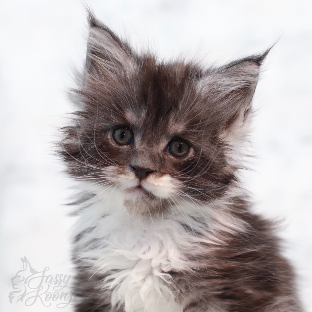 Maine Coon Adoption Process from Sassy Koonz Cattery