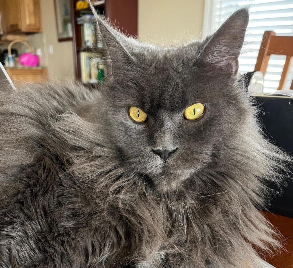 blue-maine-coon-sweet-leaf ⋆ Sassy Koonz Maine Coon Cattery blue Maine Coon Sweet Leaf