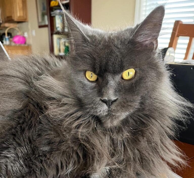 blue Maine Coon Sweet Leaf