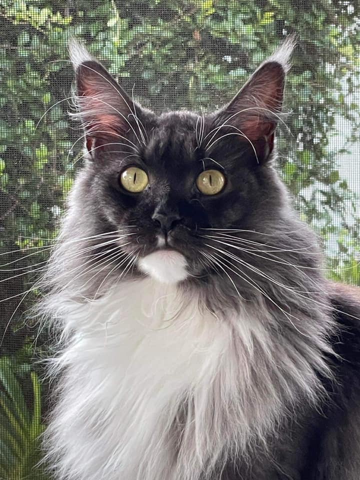 maine-coon-cat-05-31 ⋆ Sassy Koonz Maine Coon Cattery maine coon cats for sale
