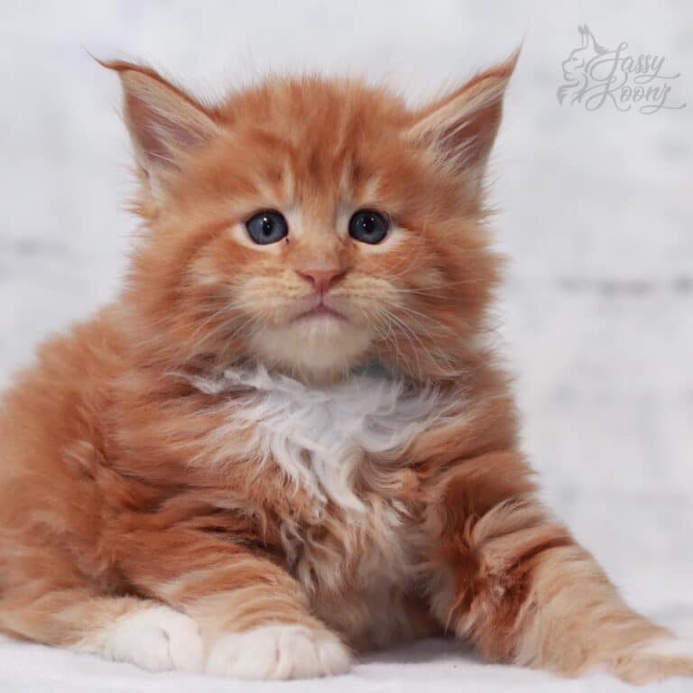 maine coon cat