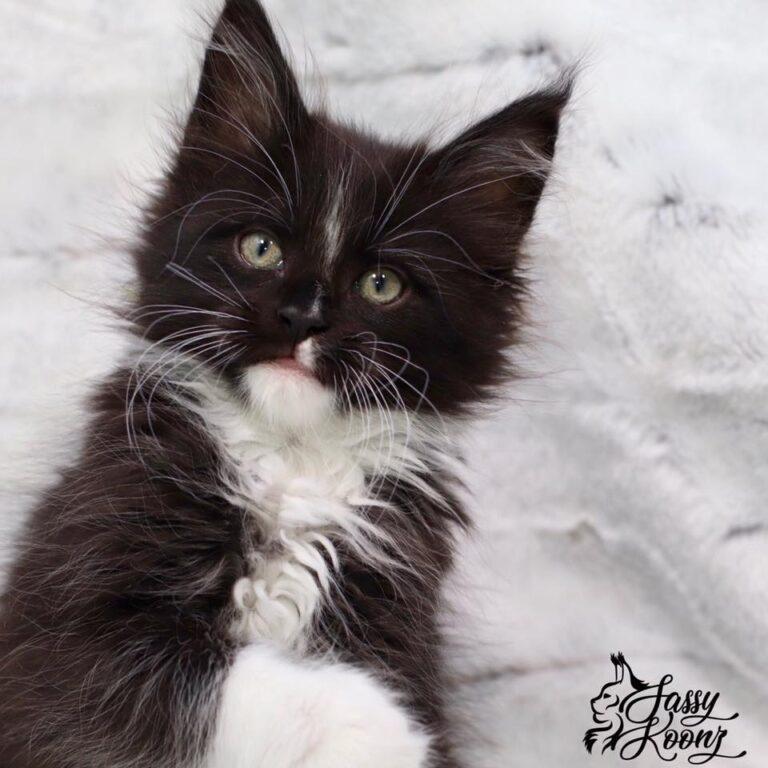 maine coon kitten, black and white, Dio, 8 weeks old