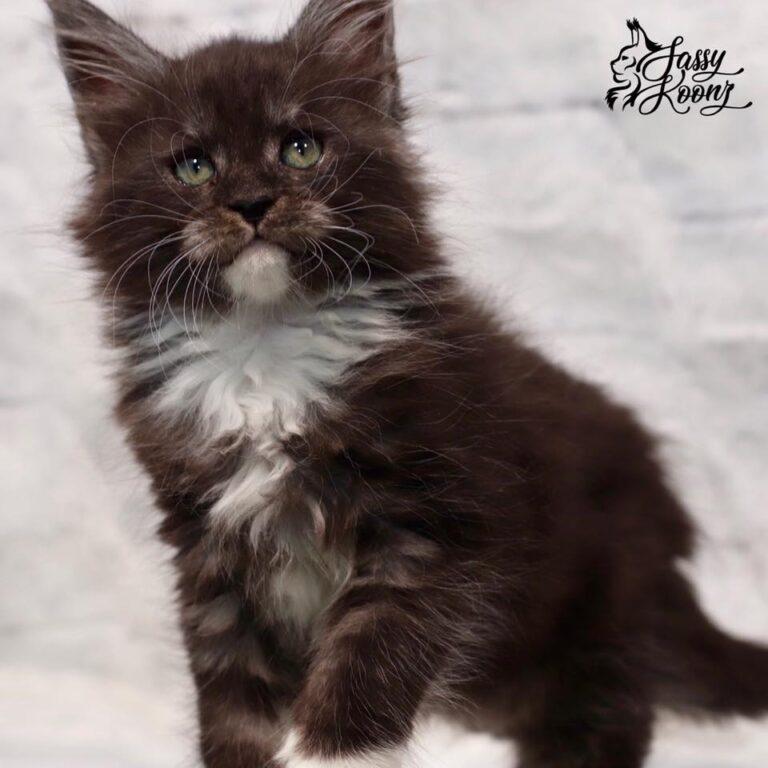 maine coon kittens for sale