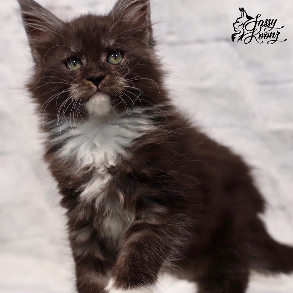 maine-coon-kittens-for-sale-05-31-05 ⋆ Sassy Koonz Maine Coon Cattery maine coon kittens for sale