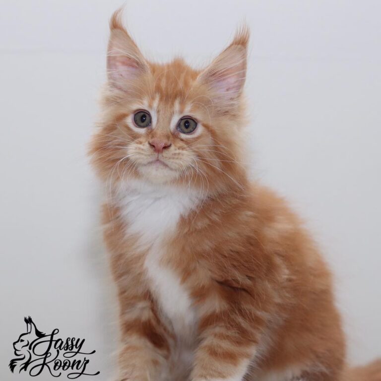 maine coon kittens near florida