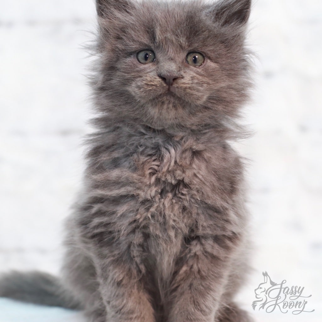 Sweet Leaf of Sassy Koonz ⋆ Sassy Koonz Maine Coon Cattery blue smoke maine coon kitten for sale in a cute sitting position