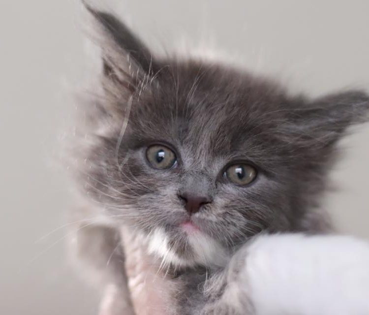 jacksonville maine coon