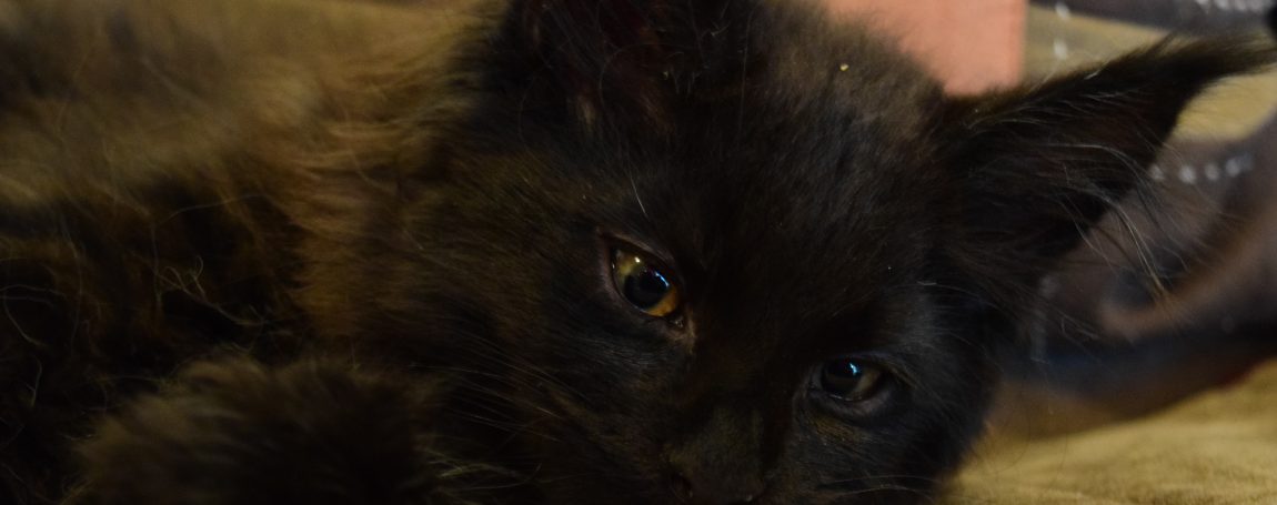 Black Maine coon