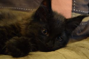 DSC_0237.JPG ⋆ Sassy Koonz Maine Coon Cattery Black Maine coon