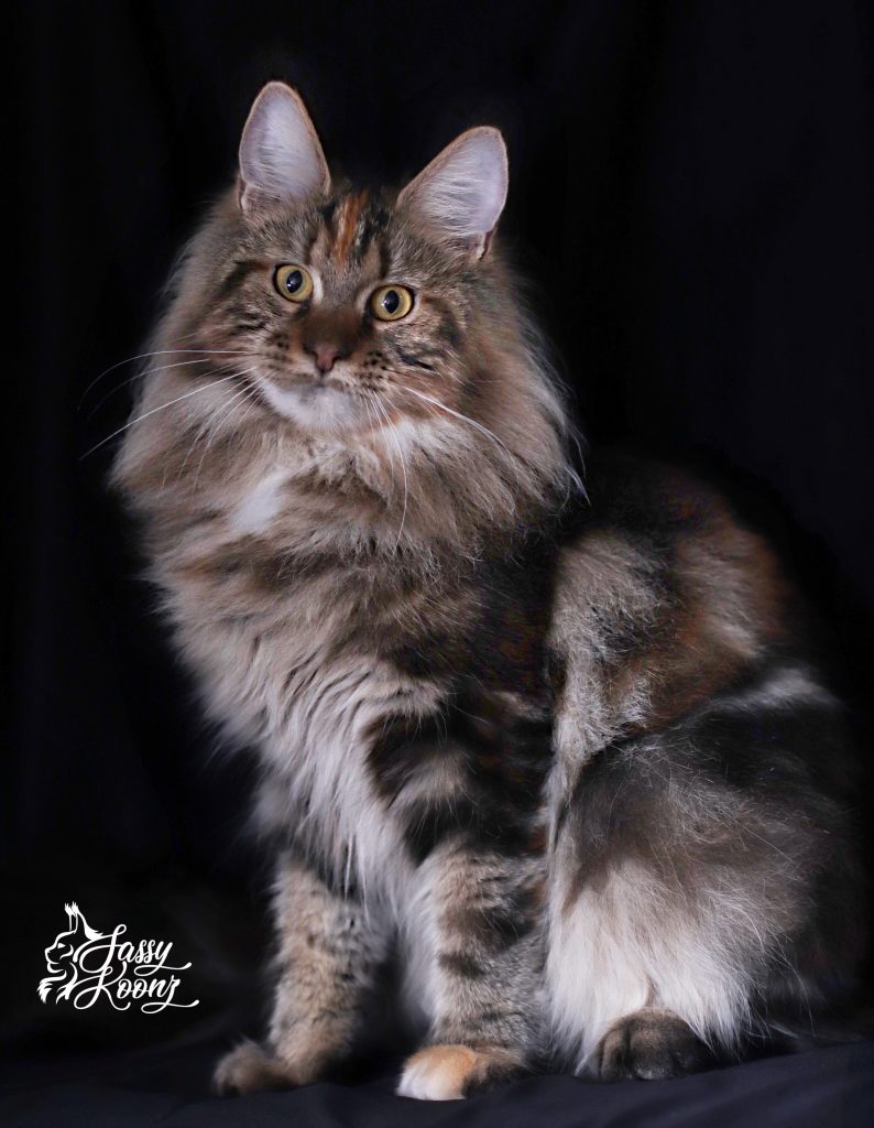 Maine Coon Colors and Patterns Full Color Photographs