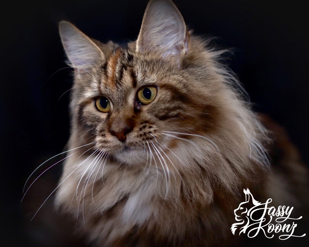 Heart Stealer Valkyrie Heart ⋆ Sassy Koonz Maine Coon Cattery Heart Stealer Valkyrie Heart