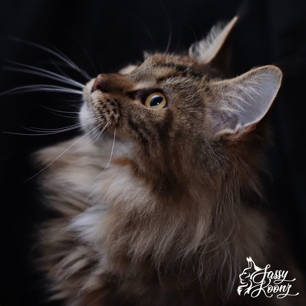 Heart Stealer Valkyrie Heart ⋆ Sassy Koonz Maine Coon Cattery Heart Stealer Valkyrie Heart