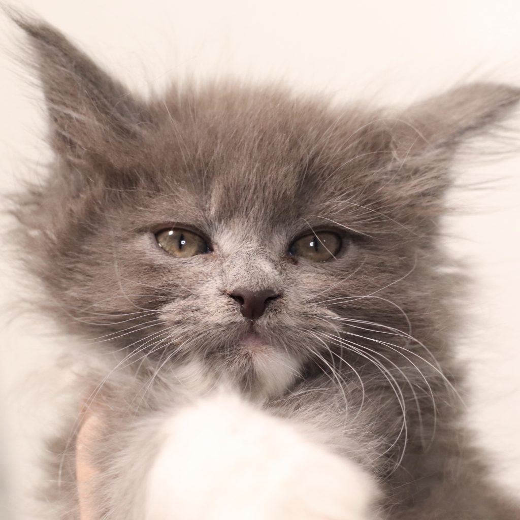 Nib of Sassy Koonz ⋆ Sassy Koonz Maine Coon Cattery maine coon kitten