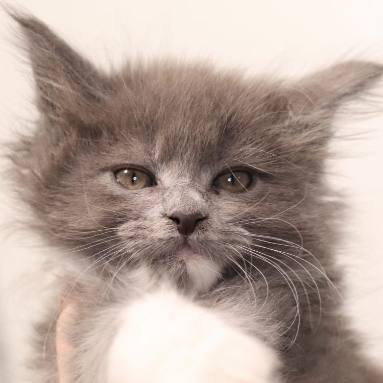 maine coon kitten