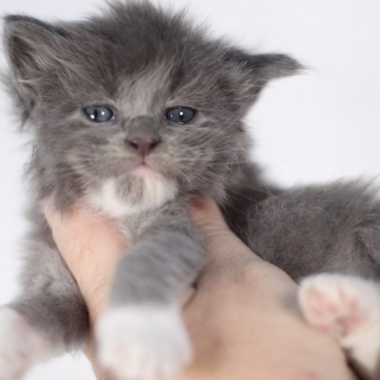blue smoke and white maine coon kitten