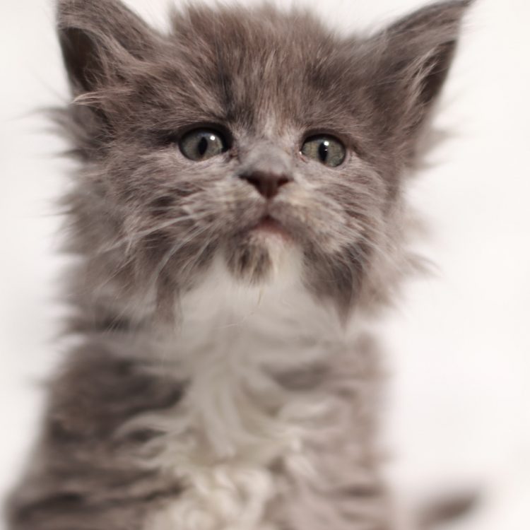 blue smoke white maine coon