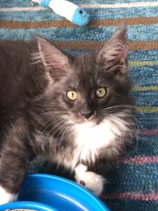 154EC008-9AD4-4F25-9D5E-1A0EA6B22C94.jpeg ⋆ Sassy Koonz Maine Coon Cattery Maine coon kittens for sale Texas