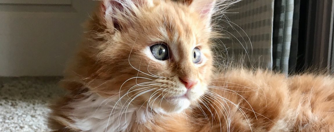 Maine coon kittens