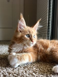 IMG-1394.jpg ⋆ Sassy Koonz Maine Coon Cattery Maine coon kittens