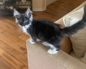 Yeti.jpg ⋆ Sassy Koonz Maine Coon Cattery Maine coon kittens