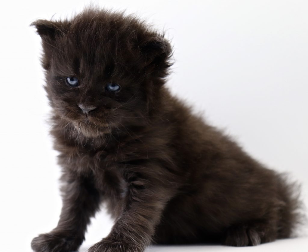 how to photograph kittens