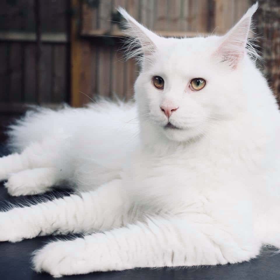 How to photograph cats