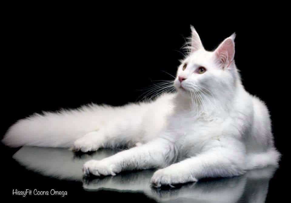 How to photograph white cat