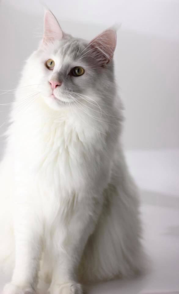 Cat photography