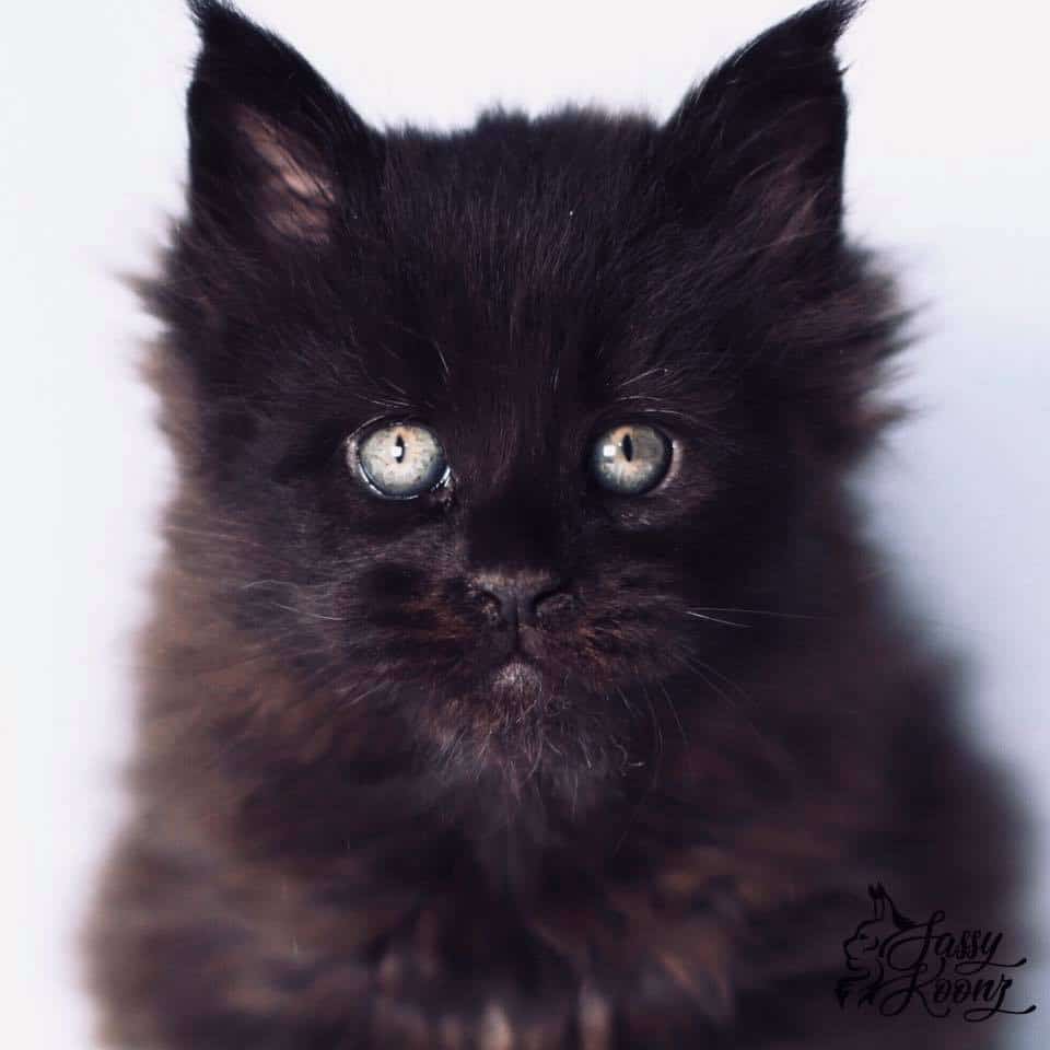 How to photograph a black cat