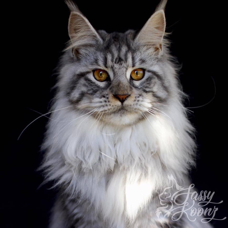 Maine Coon Colors And Patterns Full Color Photographs