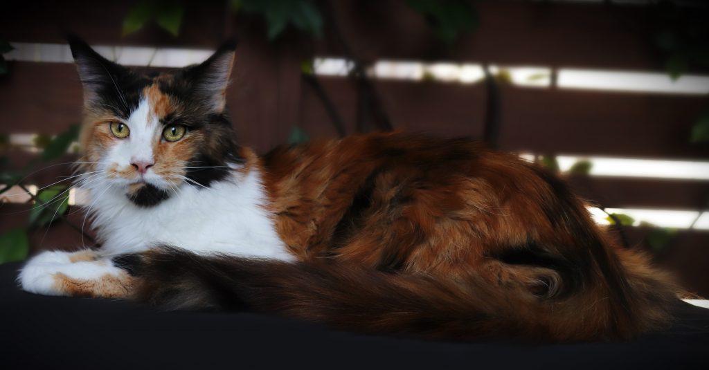 Lily Anne ⋆ Sassy Koonz Maine Coon Cattery Adult Maine coon