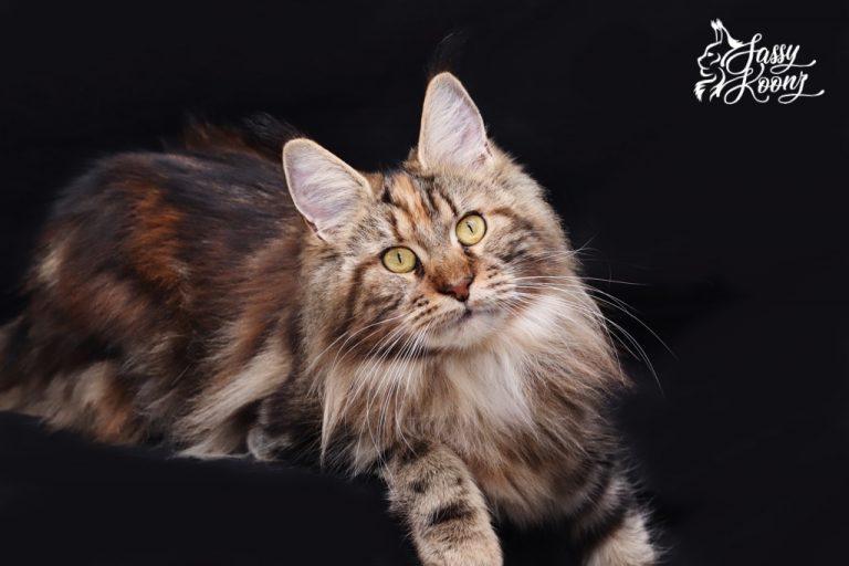 black torbie maine coon