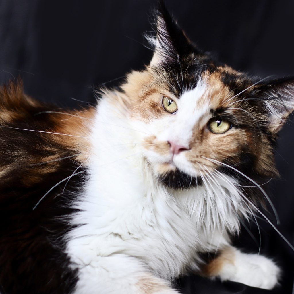 Lilly'Anne ⋆ Sassy Koonz Maine Coon Cattery calico maine coon