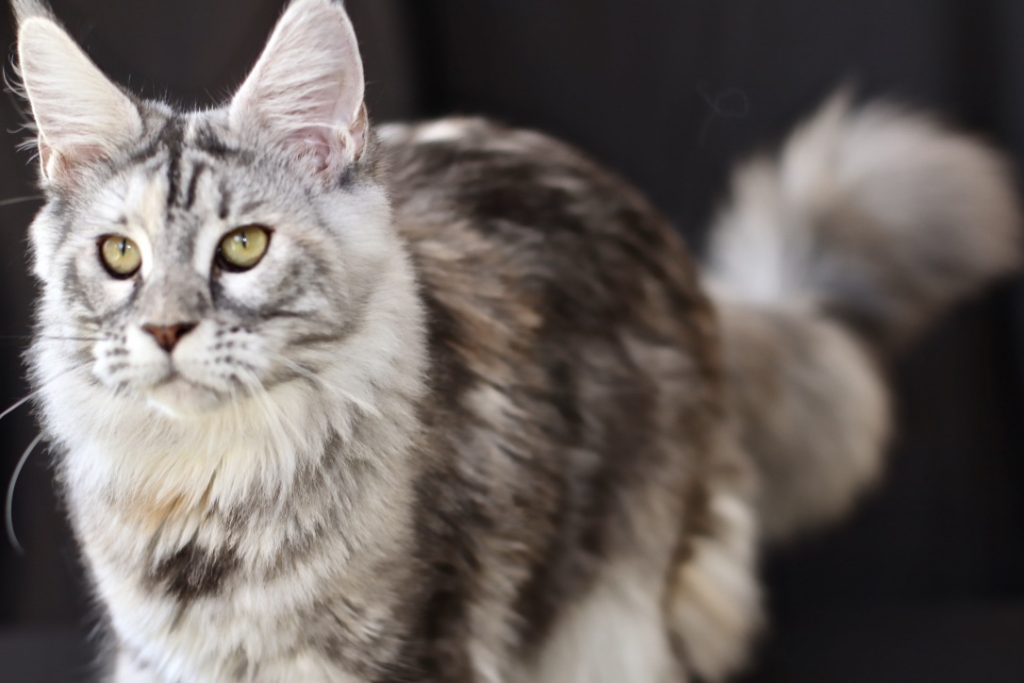 LRW4gxMESLKsl0QNPSKelg_thumb_8df4 ⋆ Sassy Koonz Maine Coon Cattery maine coon north carolina