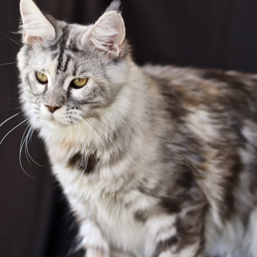 fullsizeoutput_34b7 ⋆ Sassy Koonz Maine Coon Cattery Maine coon cat