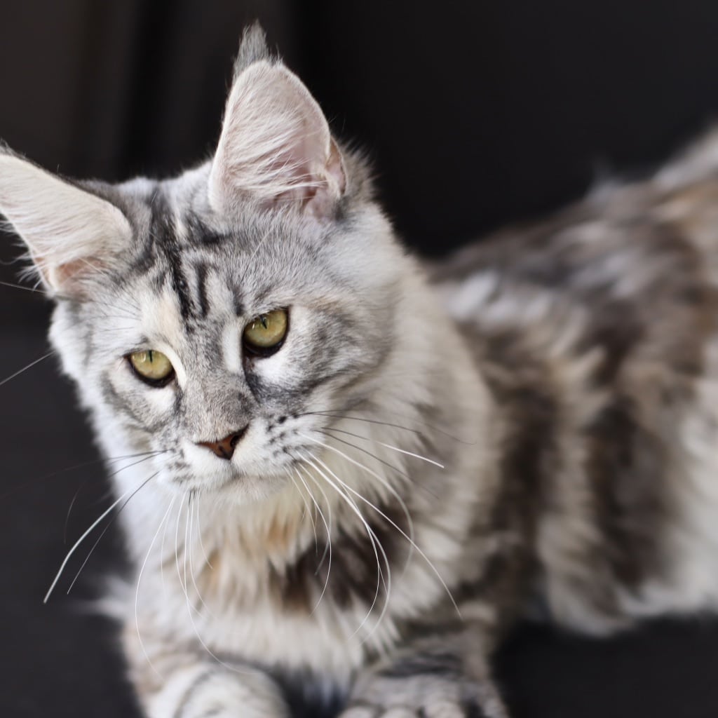 lY4sGXctQKSPb8xd84wPvw_thumb_8df7 ⋆ Sassy Koonz Maine Coon Cattery black silver maine coon queen