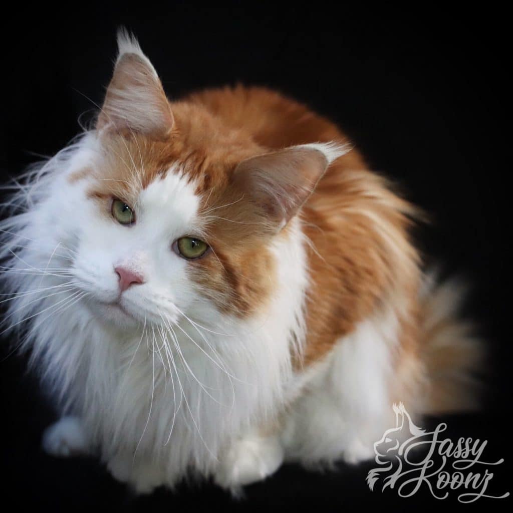 Headhunter ⋆ Sassy Koonz Maine Coon Cattery giant maine coon cat