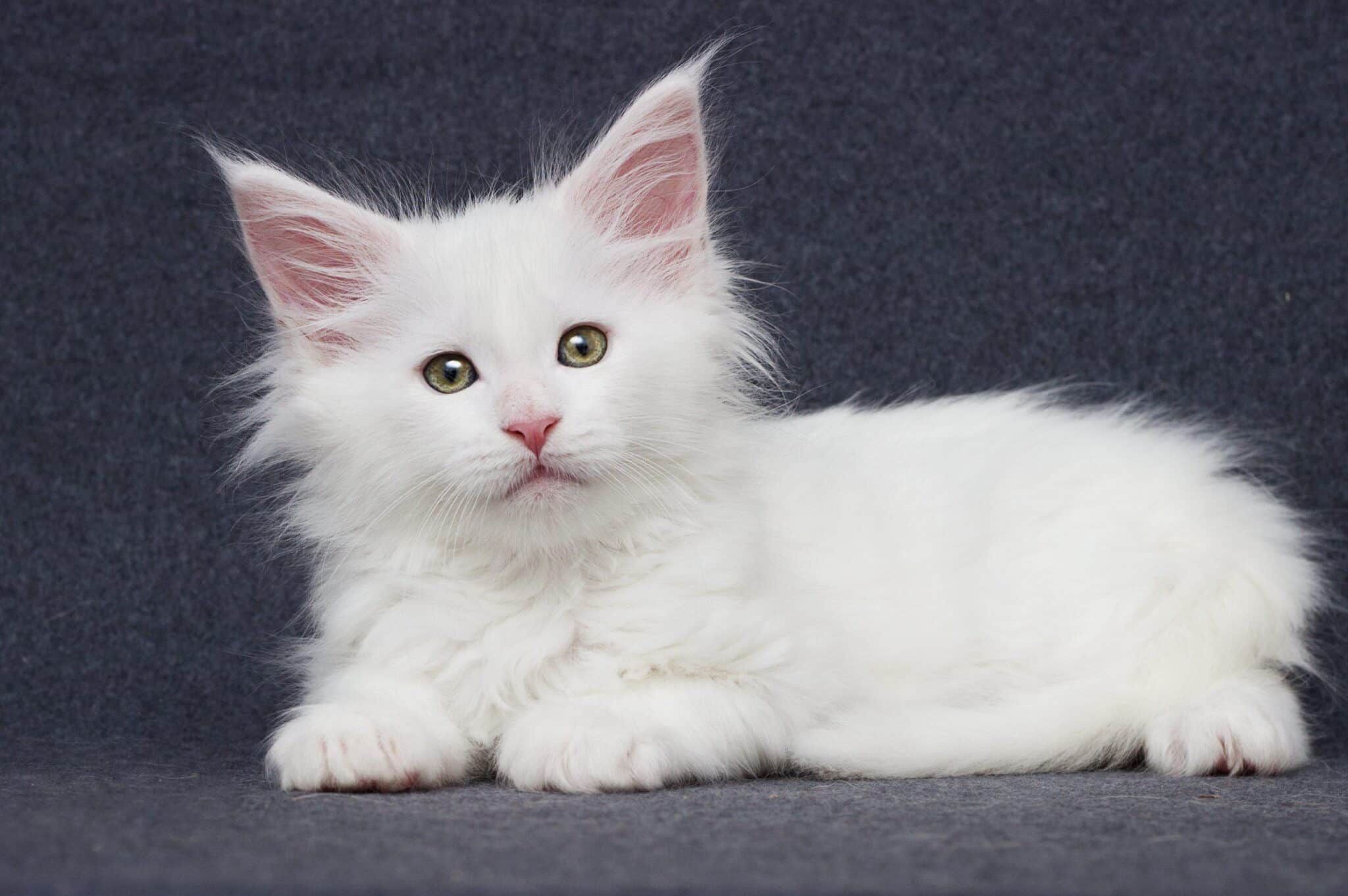 White Maine Coon - This Could Be The Coolest One Ever
