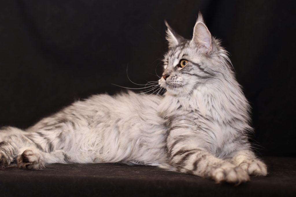black silver mackeral tabby Maine Coon