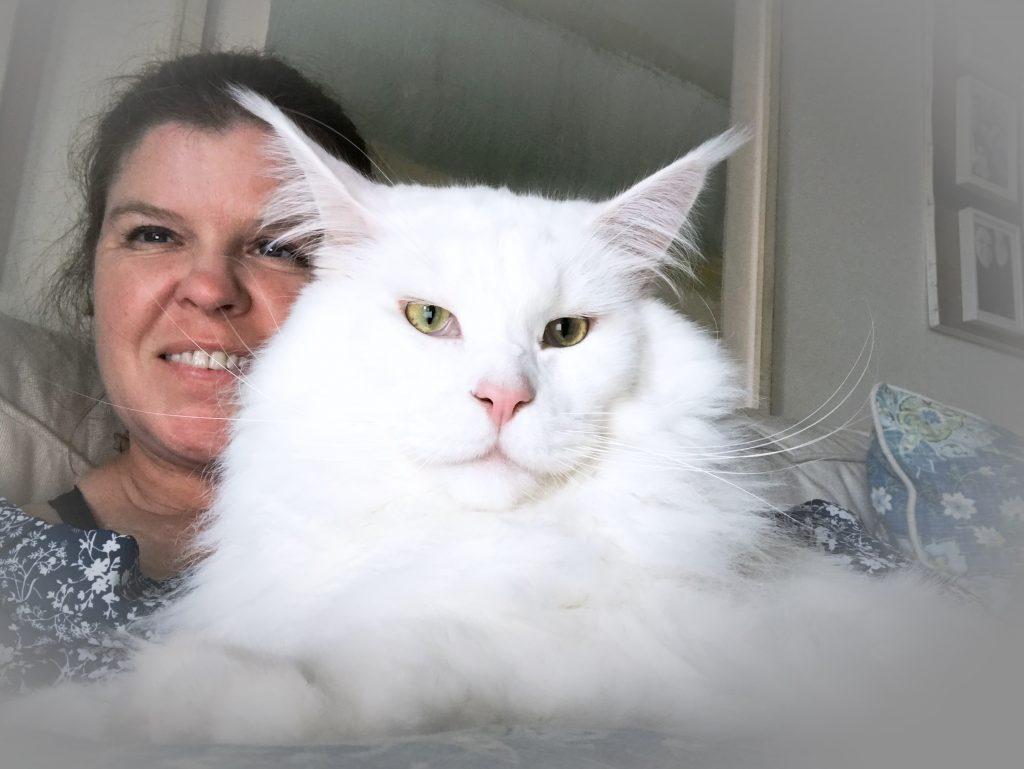 Omega- White Maine Coon ⋆ Sassy Koonz Maine Coon Cattery white maine coon