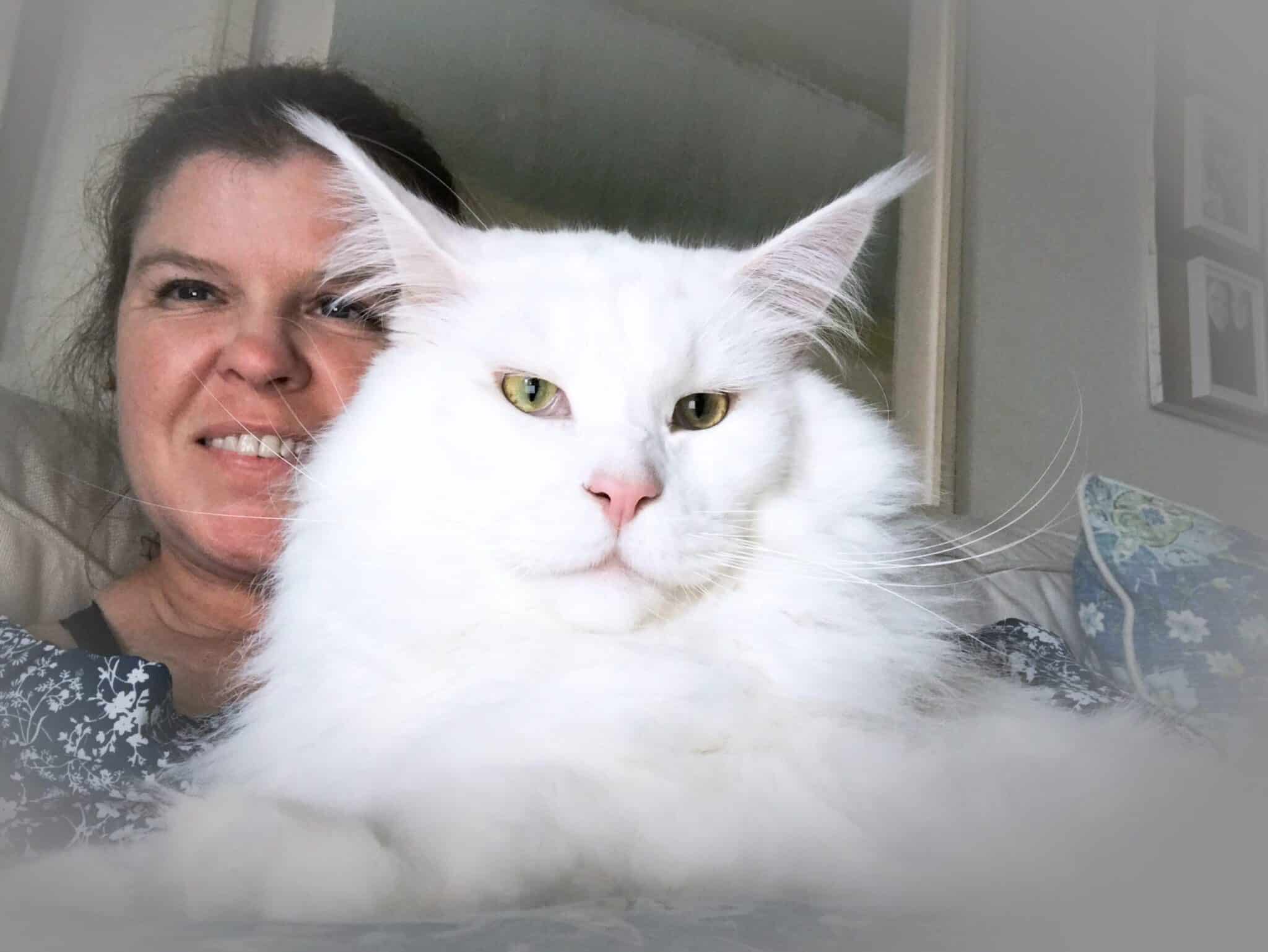 White Maine Coon - This Could Be The Coolest One Ever