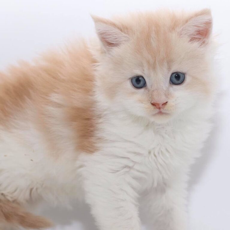 maine coon cat