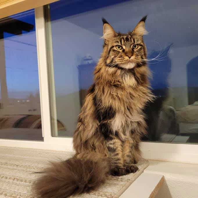 maine-coon-cats-for-sale-05-31-03 ⋆ Sassy Koonz Maine Coon Cattery maine coon cats for Sale